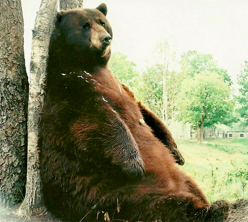 Oswald's Bear Ranch Upper Peninsula | Newberry MI Attractions | Upper Peninsula Things to See and Do | What Attractions are in the Upper Peninsula? | US Bear Ranches | UP Attractions